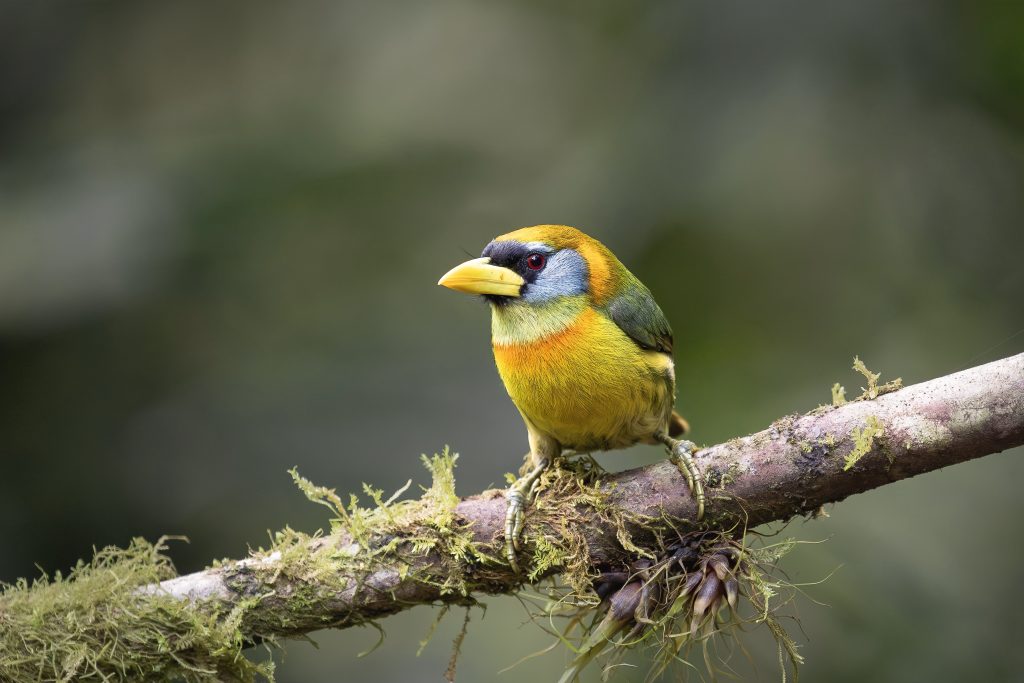 Red-headed Barbet, 红头拟䴕