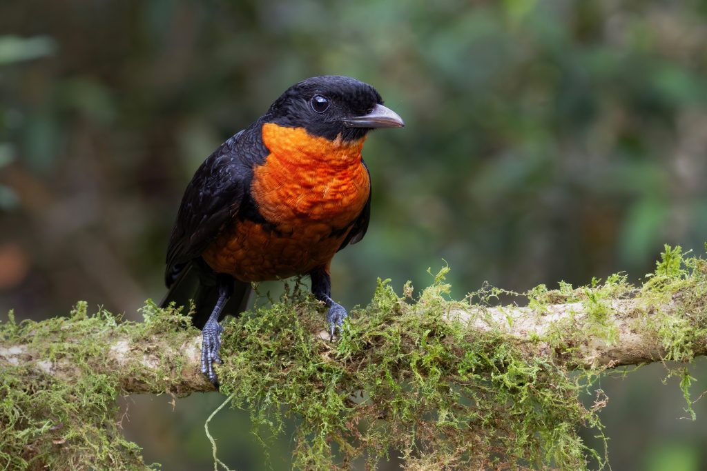 Red-ruffed Fruitcrow, 红领果伞鸟