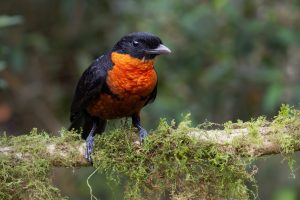 Red-ruffed Fruitcrow, 红领果伞鸟 Thumbnail