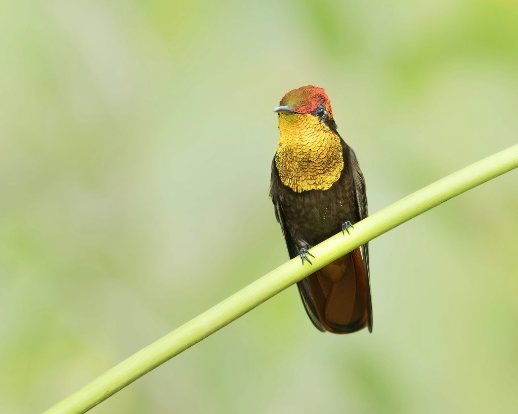 Ruby-topaz Hummingbird, 金喉红顶蜂鸟