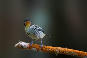 Rufous-throated Tanager, 棕喉唐加拉雀 Thumbnail