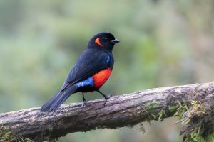 Scarlet-bellied Mountain Tanager, 朱腹岭裸鼻雀 Thumbnail