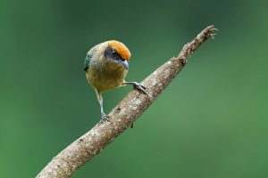 Scrub Tanager, 朱顶唐加拉雀 Thumbnail