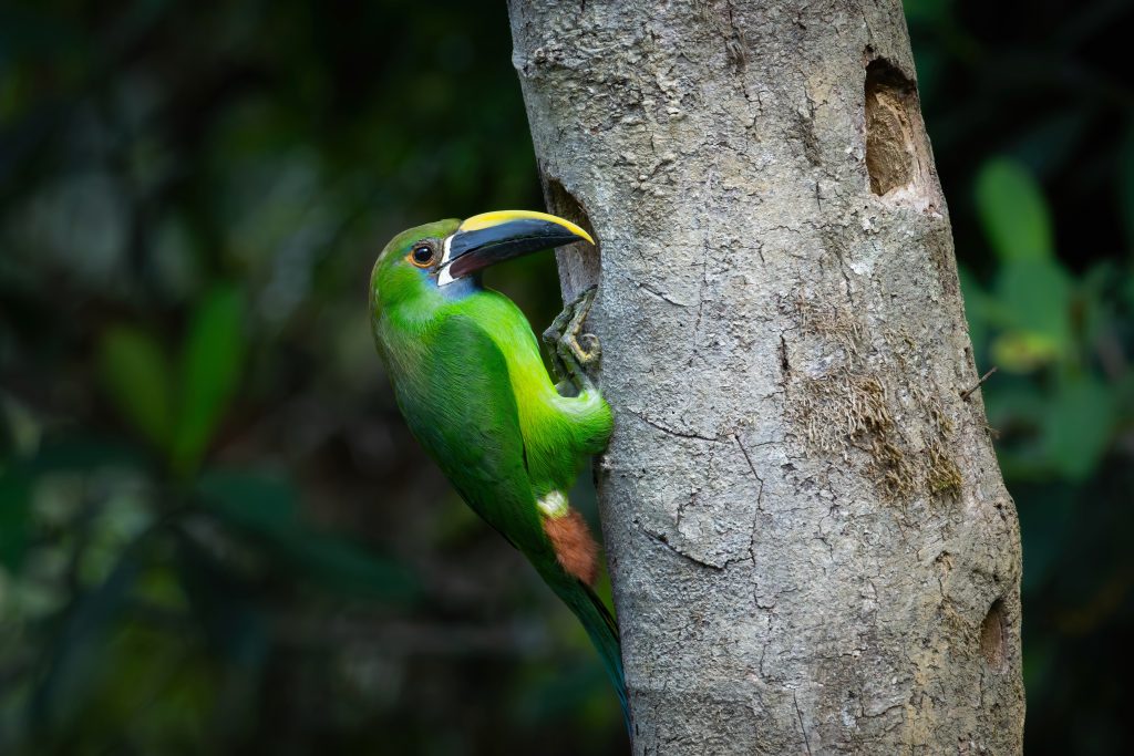 Southern Emerald Toucanet, 绿巨嘴鸟