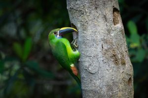 Southern Emerald Toucanet, 绿巨嘴鸟 Thumbnail