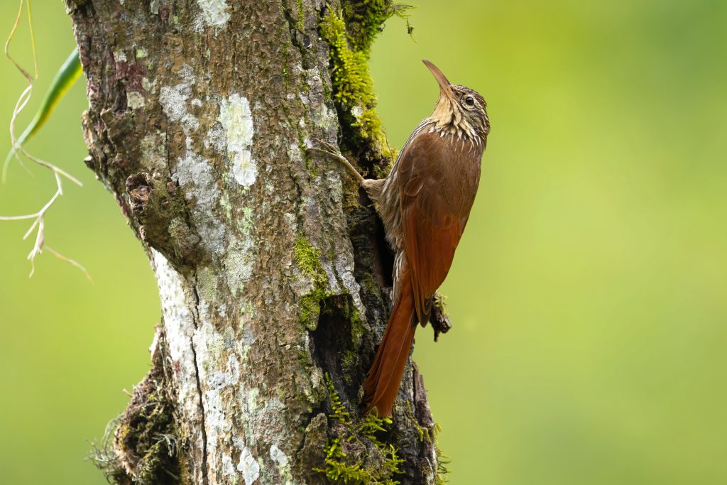 Streak-headed Woodcreeper, 纹头䴕雀