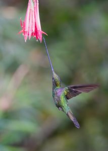 Sword-billed Hummingbird, 剑嘴蜂鸟 Thumbnail