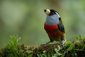 Toucan Barbet, 巨嘴拟䴕 1 Thumbnail