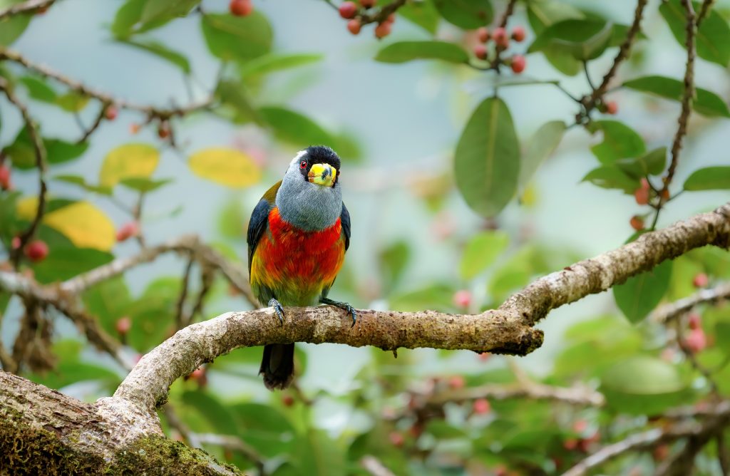 Toucan Barbet, 巨嘴拟䴕 2