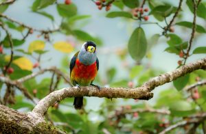 Toucan Barbet, 巨嘴拟䴕 2 Thumbnail