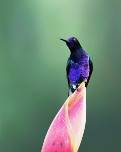 Velvet-purple Coronet, 紫冕蜂鸟 1 Thumbnail