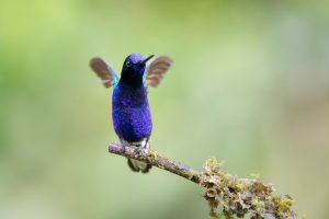 Velvet-purple Coronet, 紫冕蜂鸟 2 Thumbnail