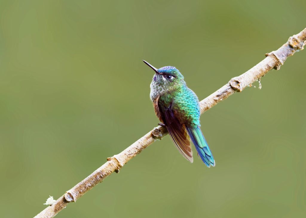 Violet-tailed Sylph, 紫长尾蜂鸟 2