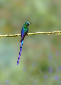 Violet-tailed Sylph, 长尾蜂鸟 1 Thumbnail
