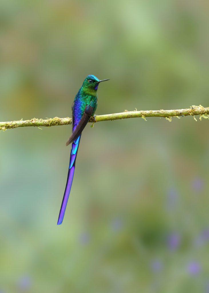 Violet-tailed Sylph, 长尾蜂鸟 1