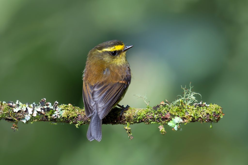 Yellow-bellied Chat Tyrant, 黄腹唧霸鹟