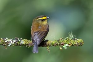Yellow-bellied Chat Tyrant, 黄腹唧霸鹟 Thumbnail