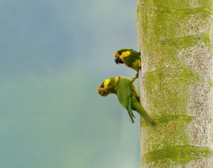 Yellow-eared Parrot, 黄耳鹦哥 Thumbnail